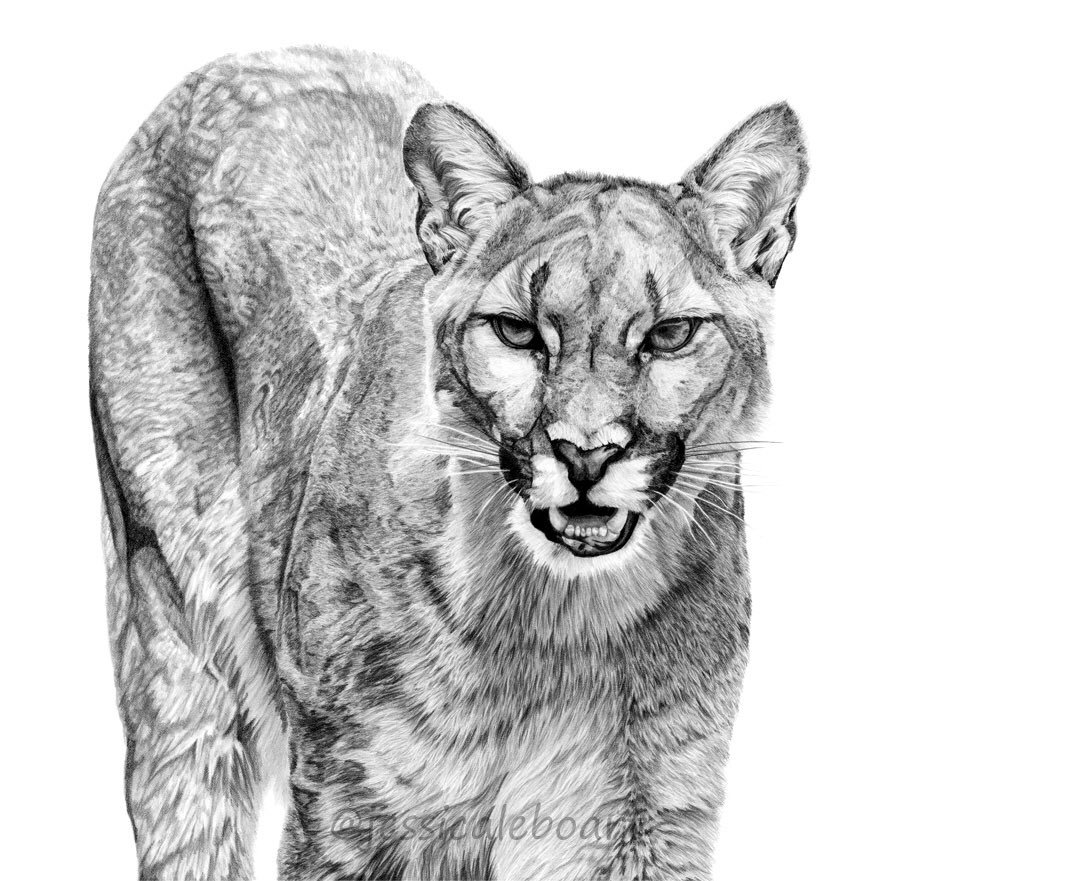Cougar Drawing at Explore collection of Cougar Drawing
