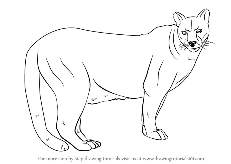 800x568 learn how to draw a cougar - Cougar Drawing