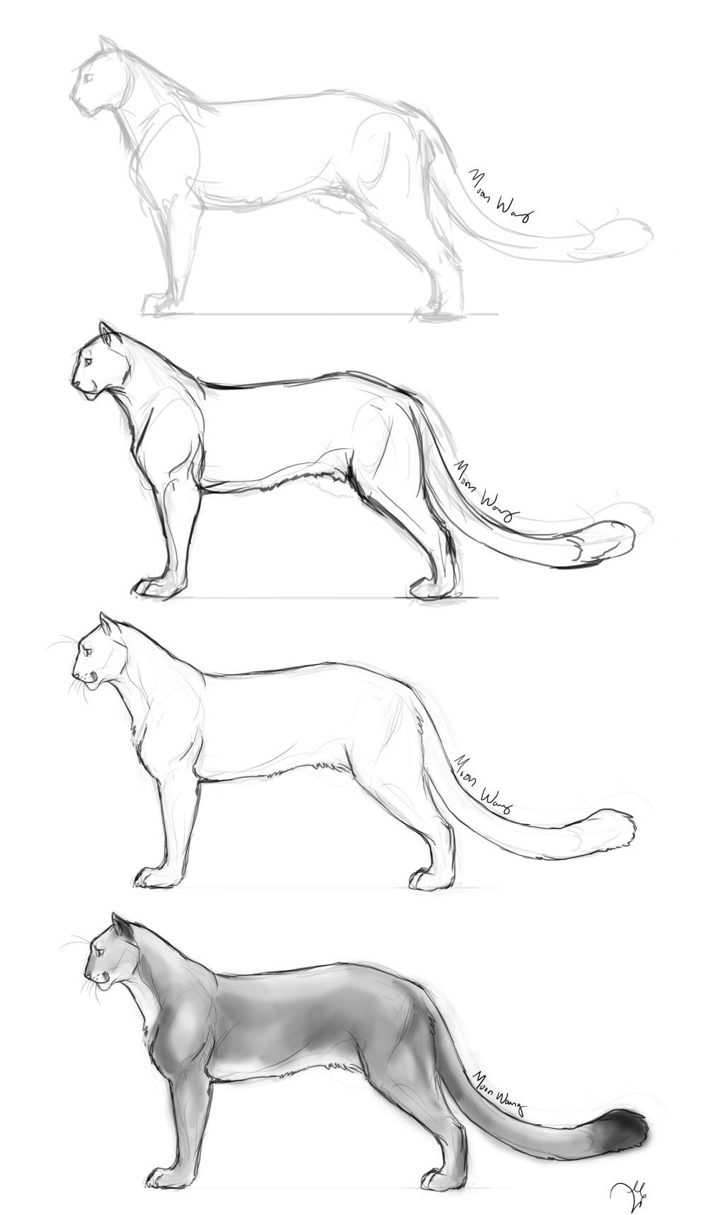 1024x1716 Step - Cougar Drawing