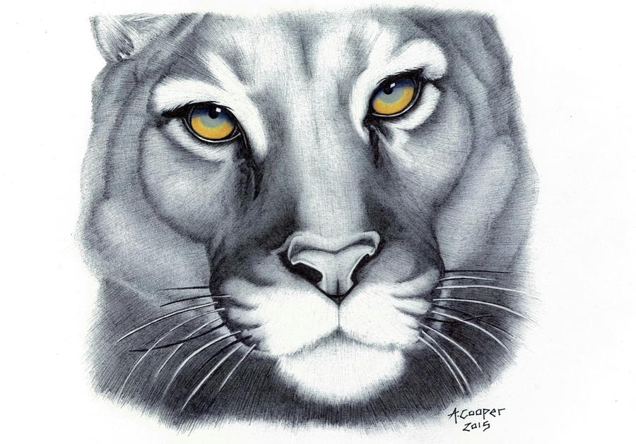 900x629 cougar drawing - Cougar Drawing