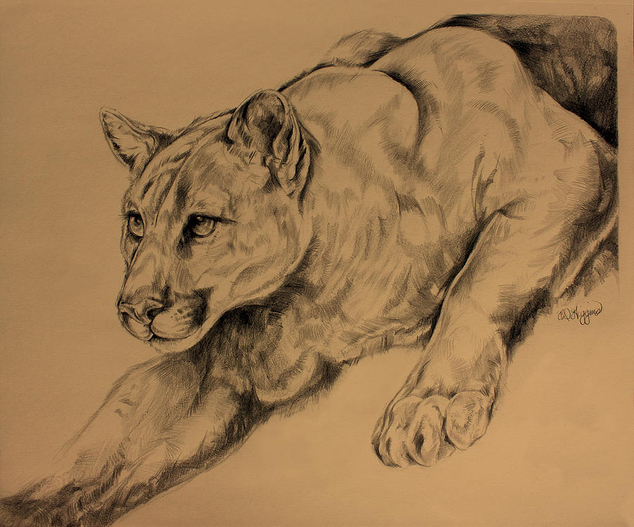 900x748 cougar drawing - Cougar Drawing