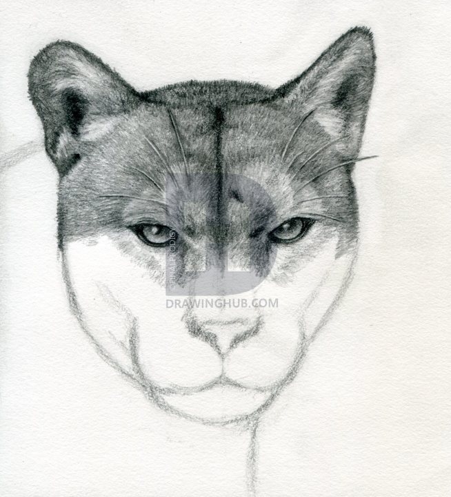 654x720 how to draw a realistic puma, mountain lion, step - Cougar Head Drawing