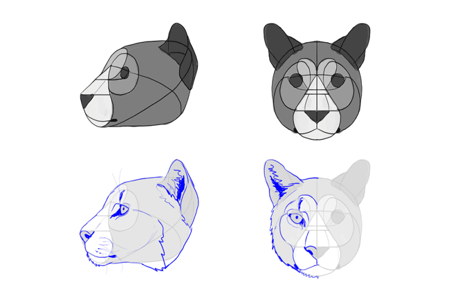 688x418 how to draw big cats lions, tigers, cheetahs, and much more - Cougar Head Drawing