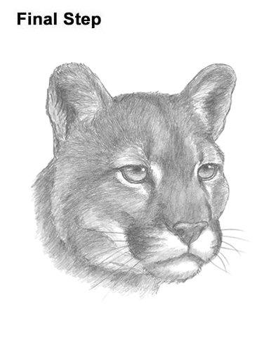 386x500 how to draw a cougar - Cougar Head Drawing