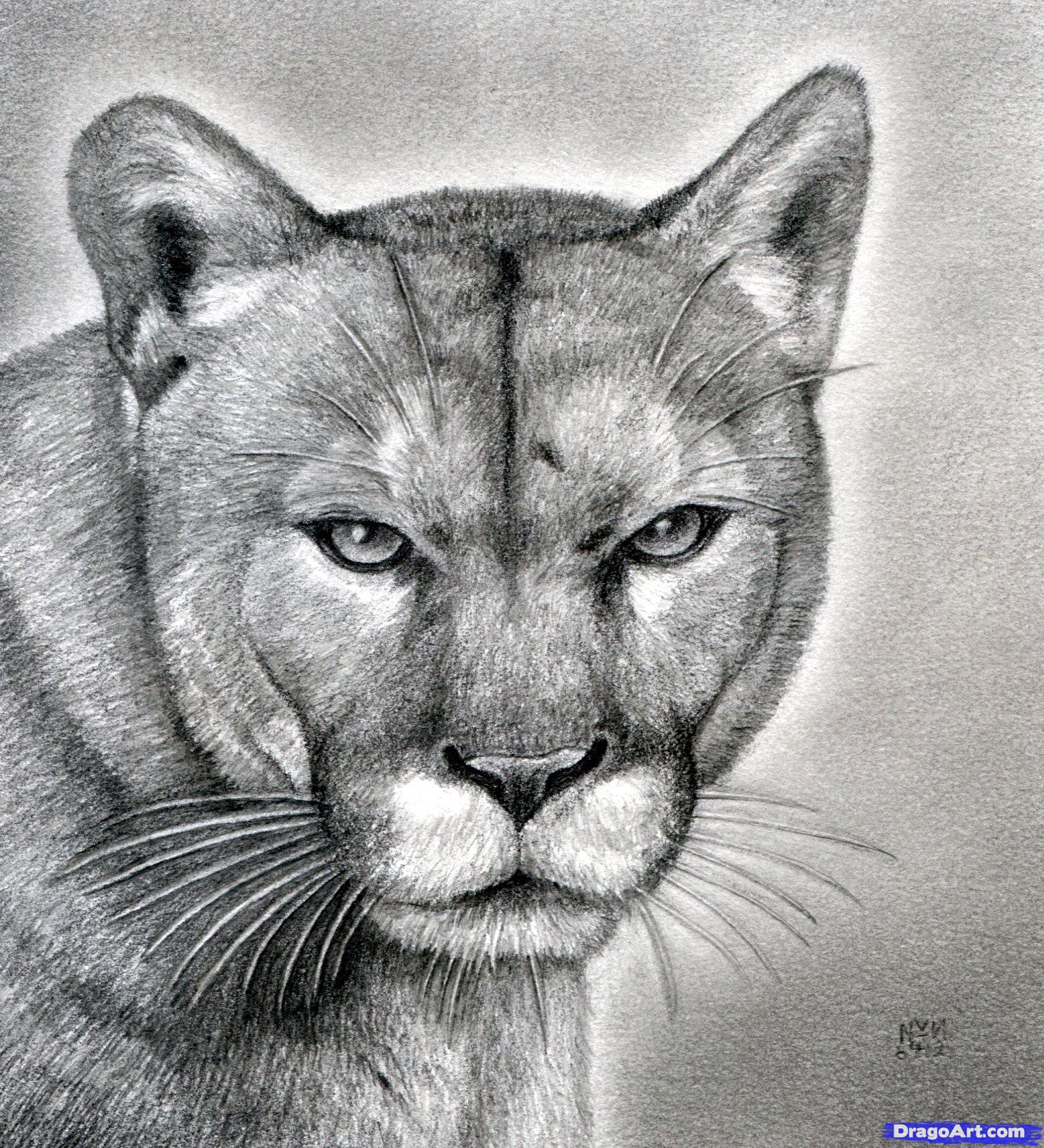 Cougar Head Drawing at Explore collection of