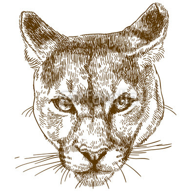 400x400 engraving illustration of cougar head buy photos ap images - Cougar Head Drawing