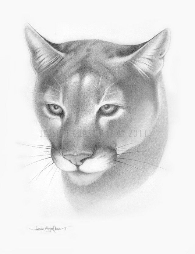 640x832 puma face drawing - Cougar Head Drawing