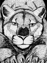 186x250 cougar line drawing - Cougar Line Drawing