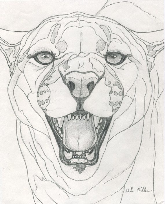 570x703 darin miller cougar pencil drawing sketchbook dreaming - Cougar Line Drawing