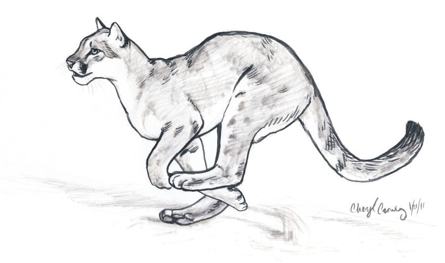 900x533 huge collection of 'cougar line drawing' download more than - Cougar Line Drawing