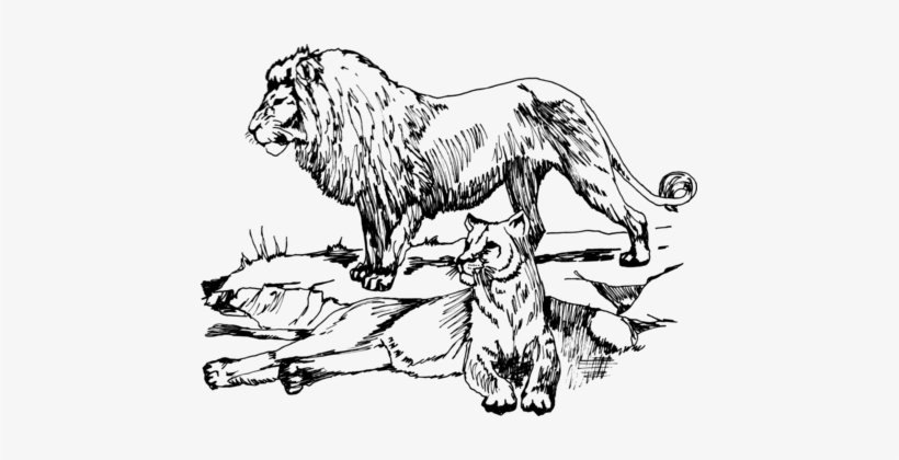 820x420 lion drawing line art black and white cougar - Cougar Line Drawing