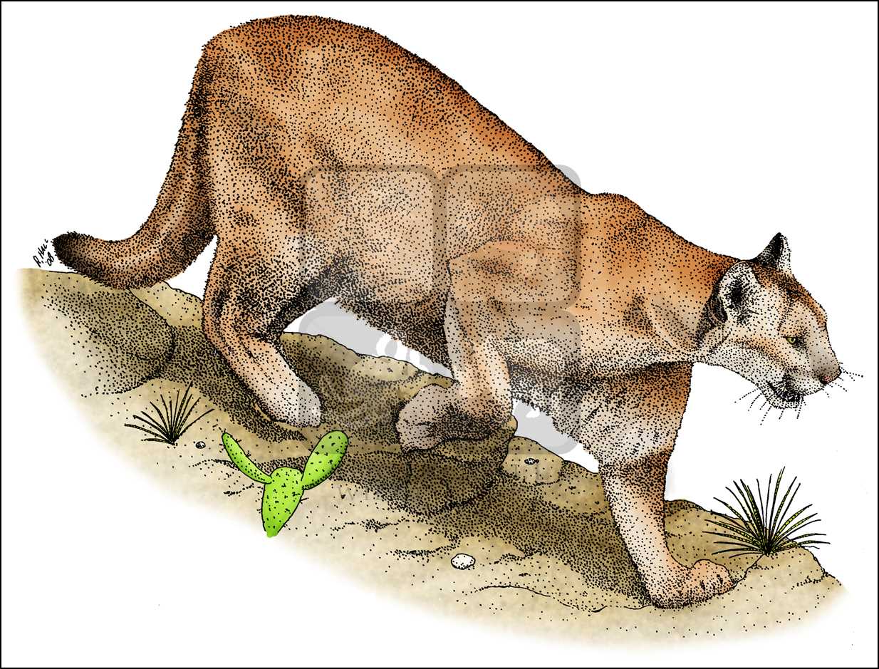 1234x939 mountain lion, cougar or puma - Cougar Line Drawing