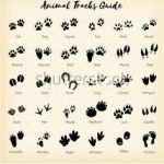 150x150 how to draw a clemson tiger paw lovely cougar paw drawing - Cougar Paw Drawing