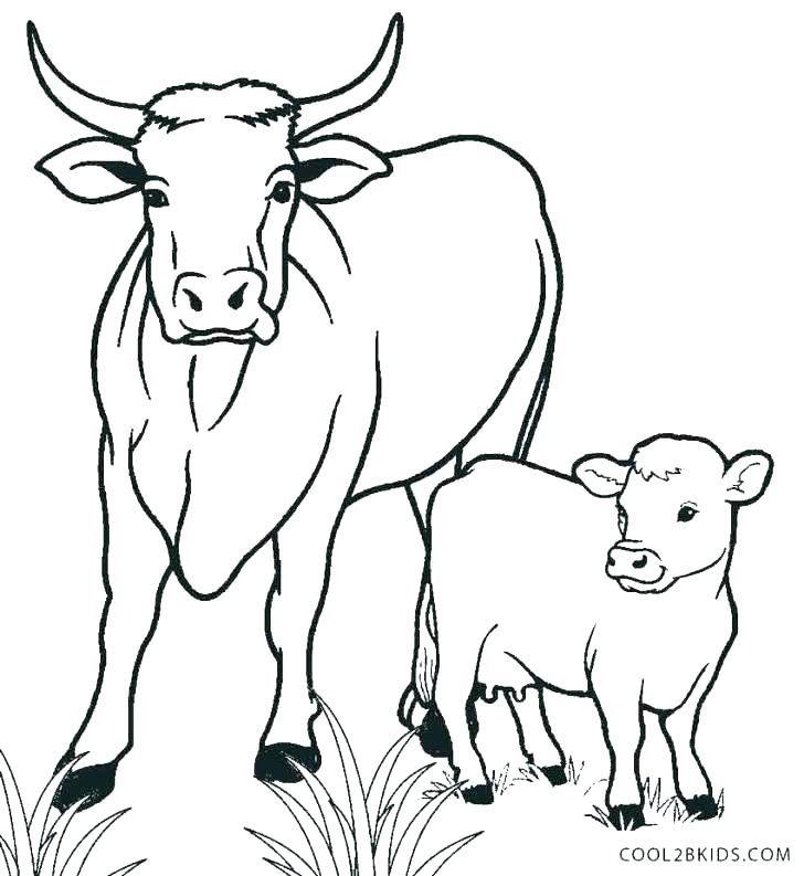 9000 Top Coloring Pages Of Cow And Calf For Free