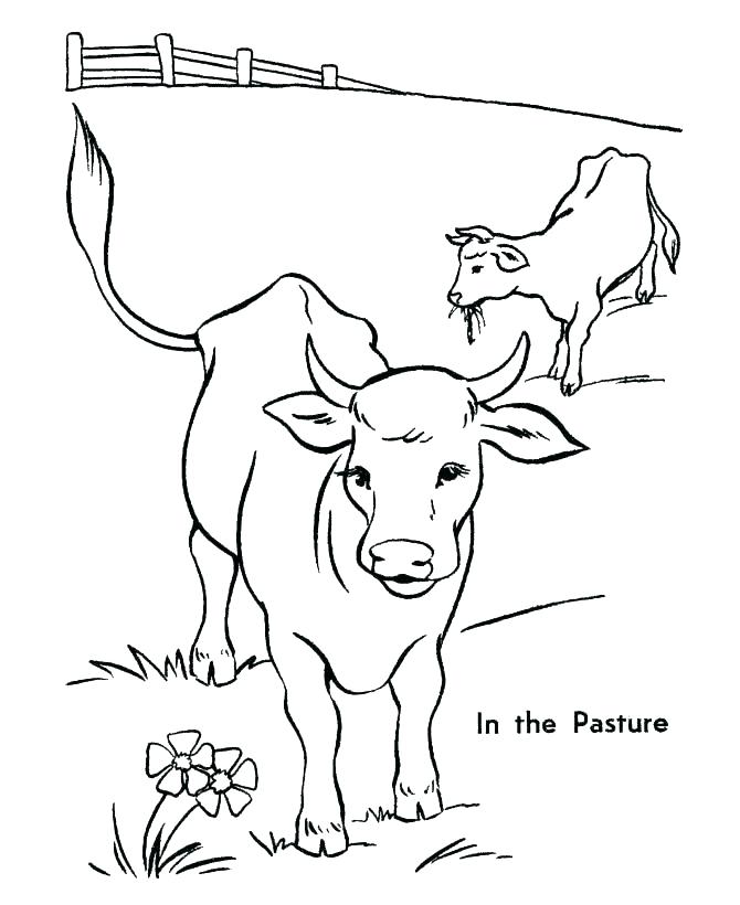 670x820 cow calf outline coloring pages print example - Cow And Calf Drawing