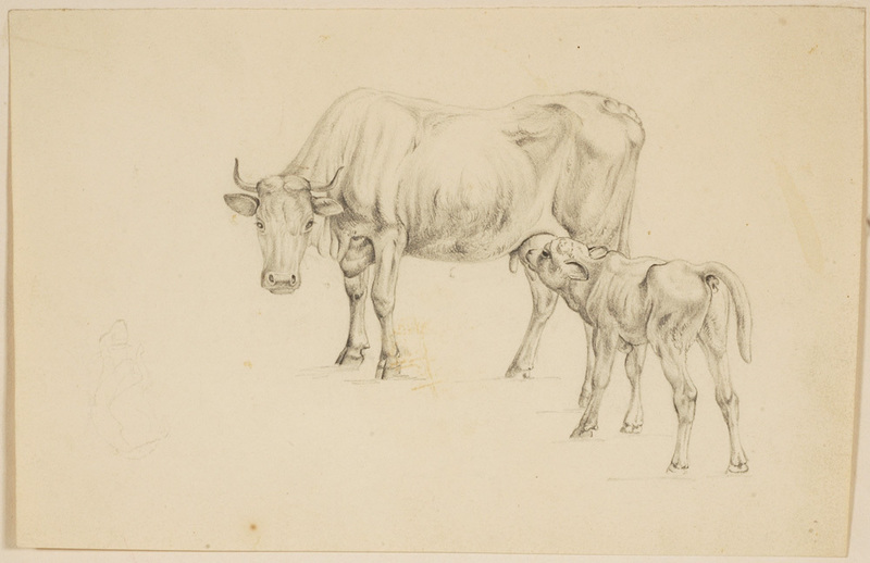 800x518 cow and calf, drawing - Cow And Calf Drawing