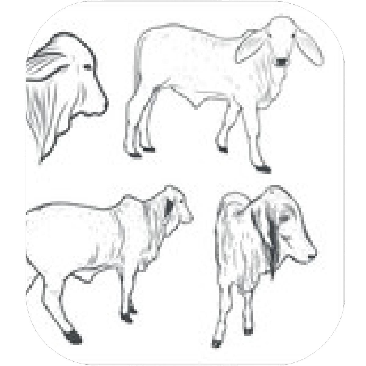 1200x1200 Designs Mein Mousepad Design Mousepad Selbst Designen - Cow And Calf Drawing