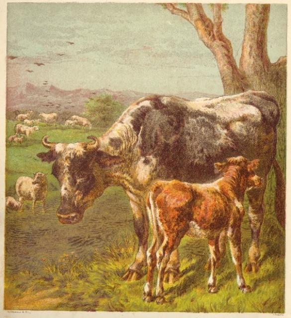 585x640 filecow and calf drawing - Cow And Calf Drawing