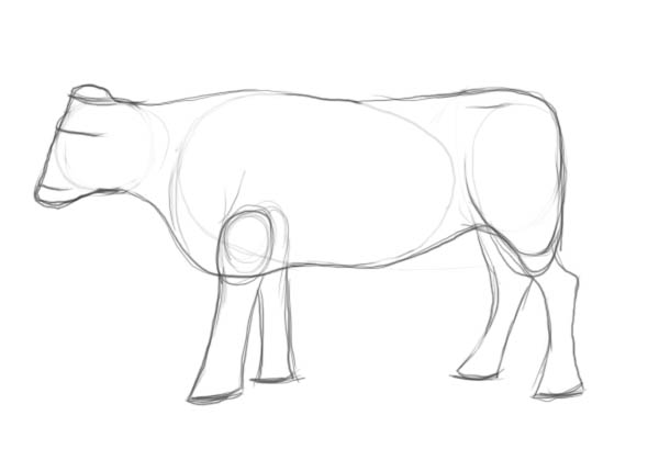 600x409 How To Draw A Cow Step - Cow And Calf Drawing