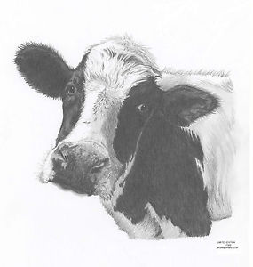 Cow Calf Drawing at PaintingValley.com | Explore collection of Cow Calf ...