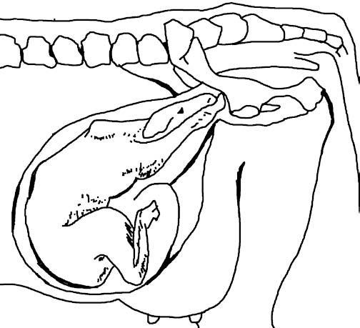 504x459 calving emergencies in beef cattle identification and prevention - Cow Calf Drawing