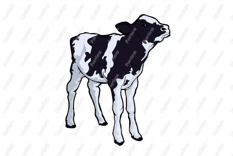 800x538 Collection Of Free Calxes Clipart Drawing Download On Ui Ex - Cow Calf Drawing