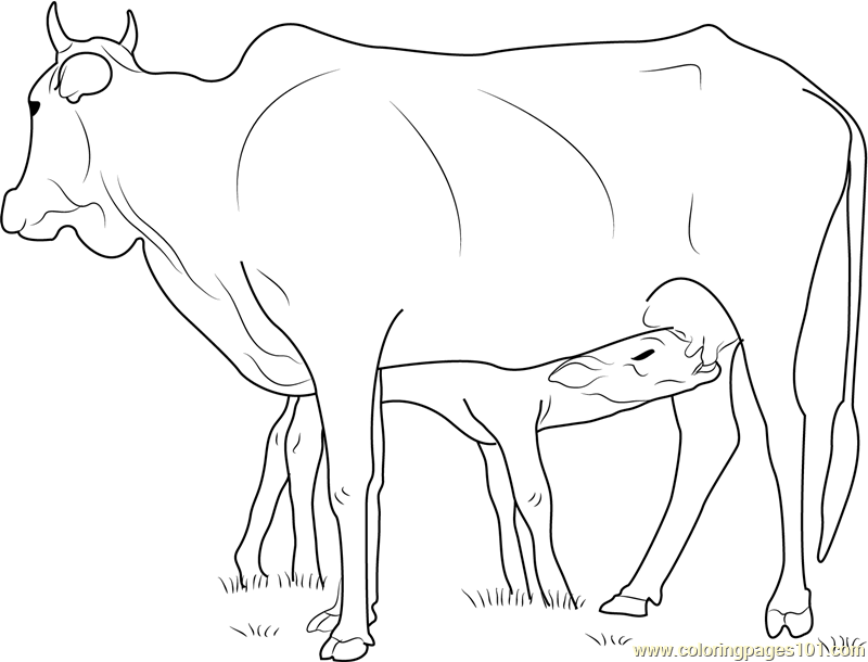 800x610 Drawn Cattle Calf Free Clip Art Stock Illustrations - Cow Calf Drawing