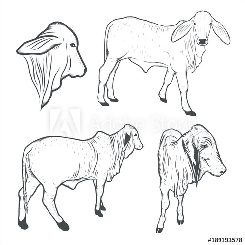 500x500 Cow, Calf Drawing Vector Illustration - Cow Calf Drawing