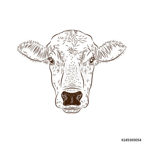 500x500 Cow Calf Bull's Head Isolated On White Background Cattle Logo - Cow Calf Drawing