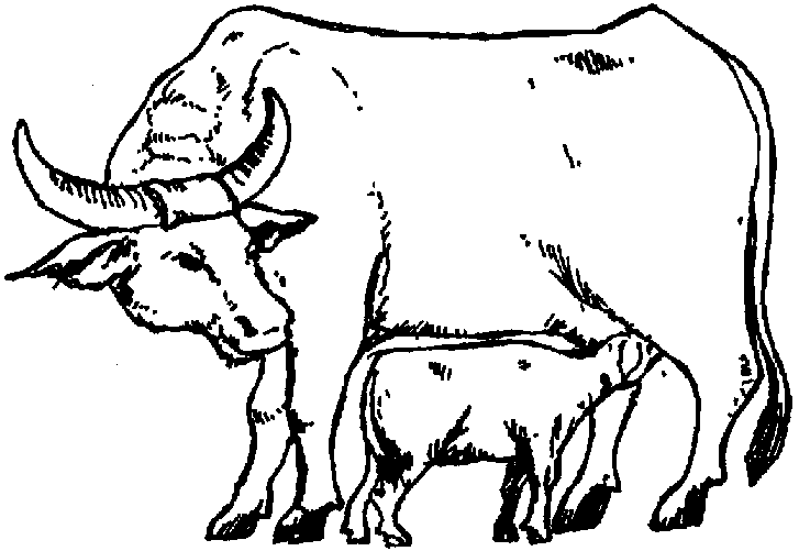 727x501 Drawn Cow Calf - Cow Calf Drawing