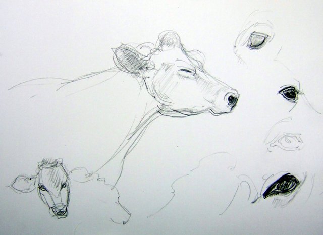 640x466 Animal Sketches Sleeping Cow, Calf, Eye Studies - Cow Calf Drawing
