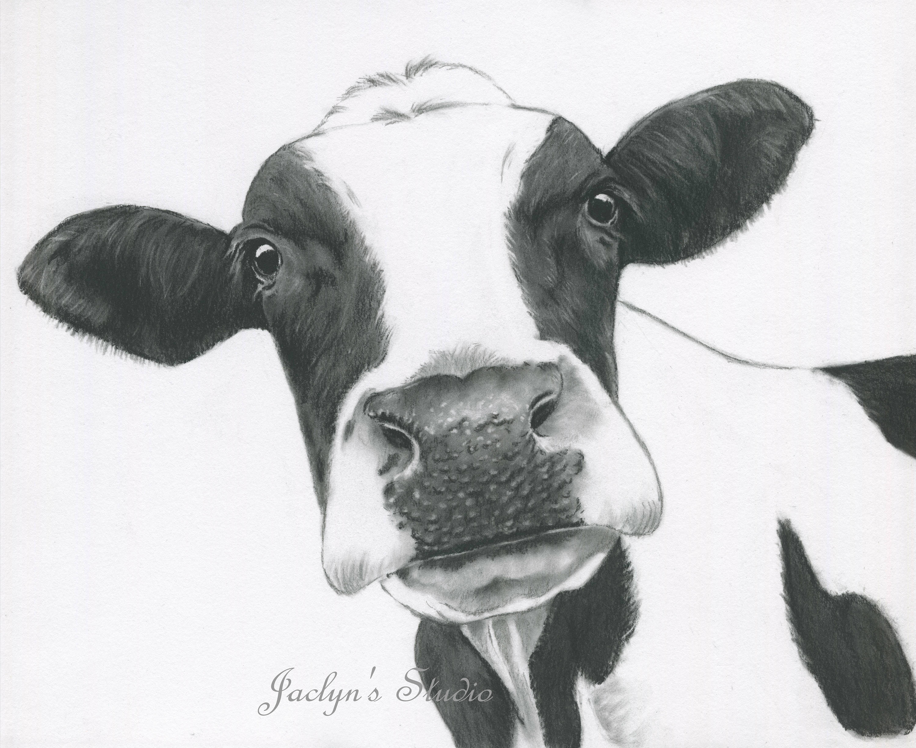 Dairy Cow Sketch at Explore collection of Dairy