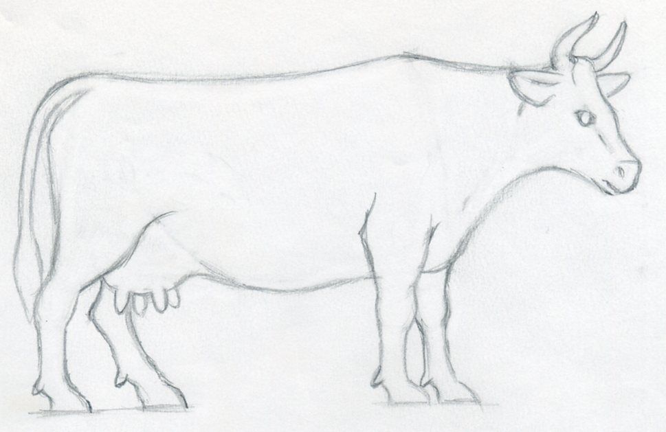 969x629 How To Draw A Cow Step - Cow Drawing