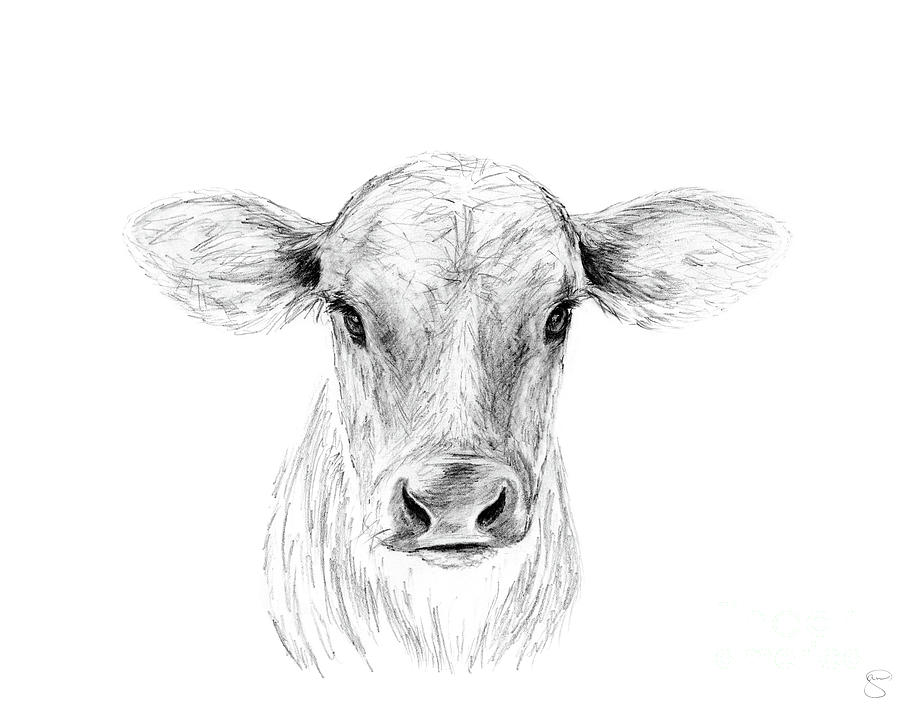 900x704 Moo, A Young Jersey Cow Drawing - Cow Drawing