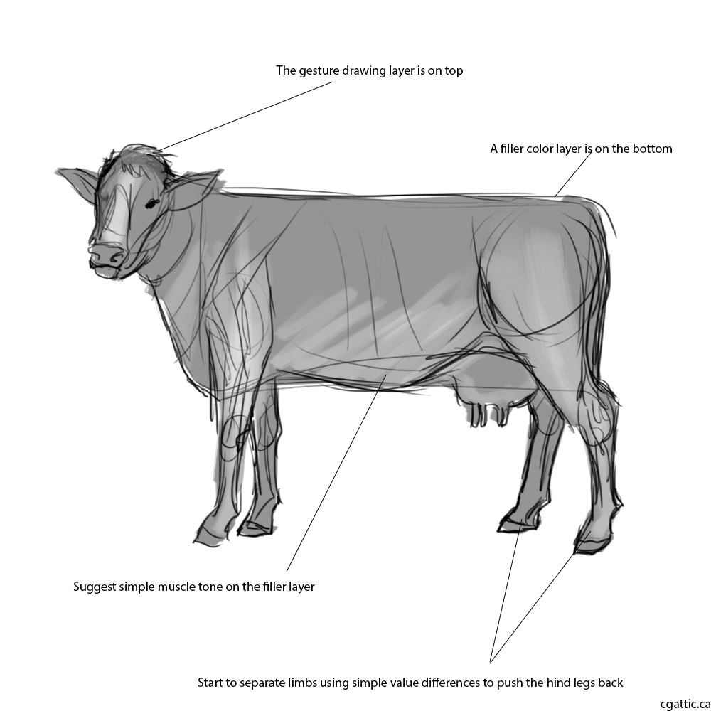 1000x1000 Realistic Cow Drawings In Steps With Photoshop - Cow Drawing