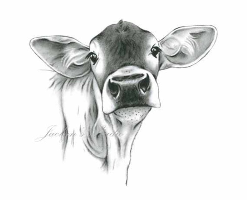 794x645 Cow Art Charcoal Drawing Print Calf Etsy - Cow Drawing