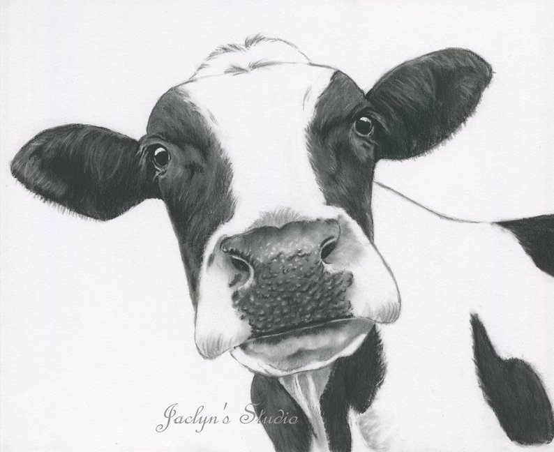 Dairy Cow Drawing At Paintingvalley Com Explore Collection.
