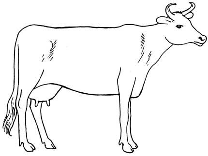 430x323 Cow Drawing Art Drawing Skill - Cow Drawing Art