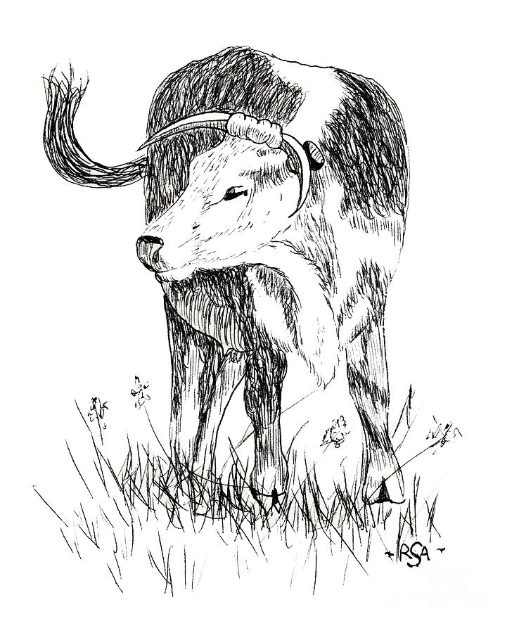 738x900 Cow In Pen And Ink Drawing - Cow Drawing Art