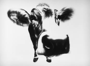 375x276 Curious Cow Drawing - Cow Drawing Art