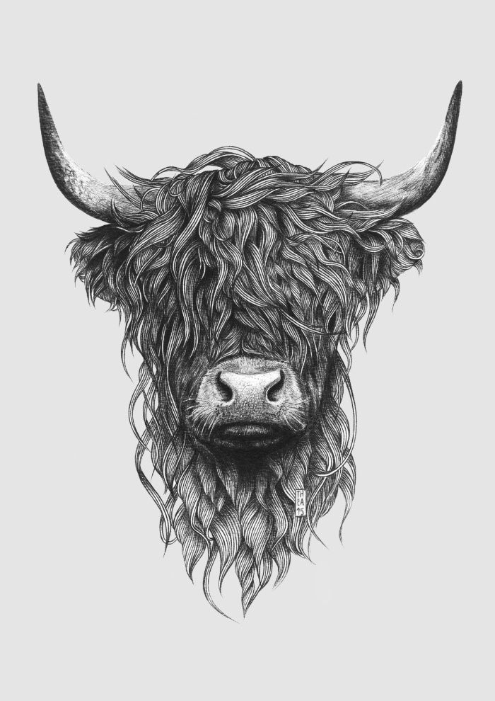 700x990 Highland Cattle Art Print - Cow Drawing Art
