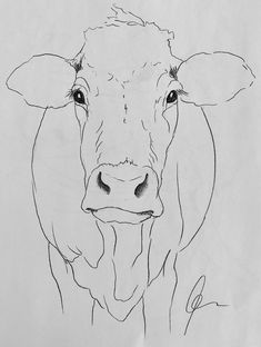 235x312 how to draw a cow cows drawings, cow drawing, cow sketch - Cow Drawing Art
