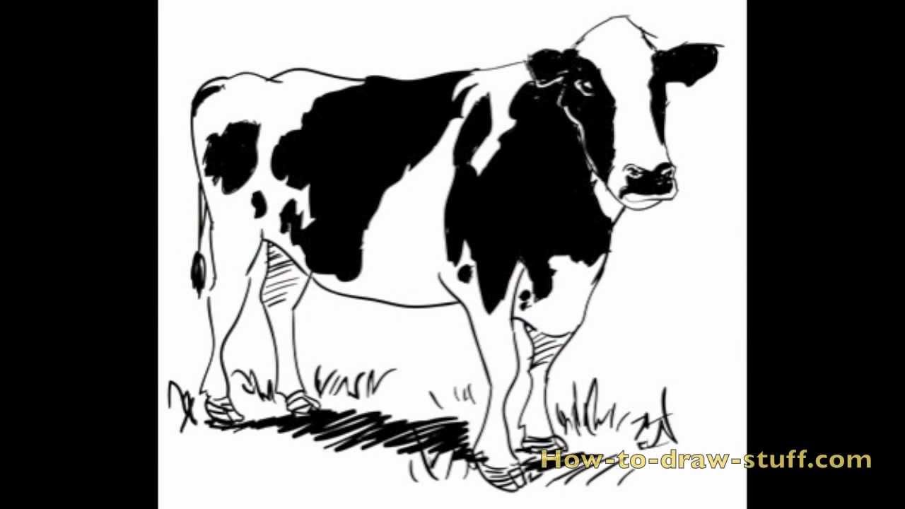 1280x720 How To Draw A Cow Step - Cow Drawing Art