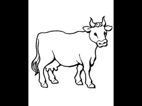 480x360 How To Draw A Cow - Cow Drawing Art
