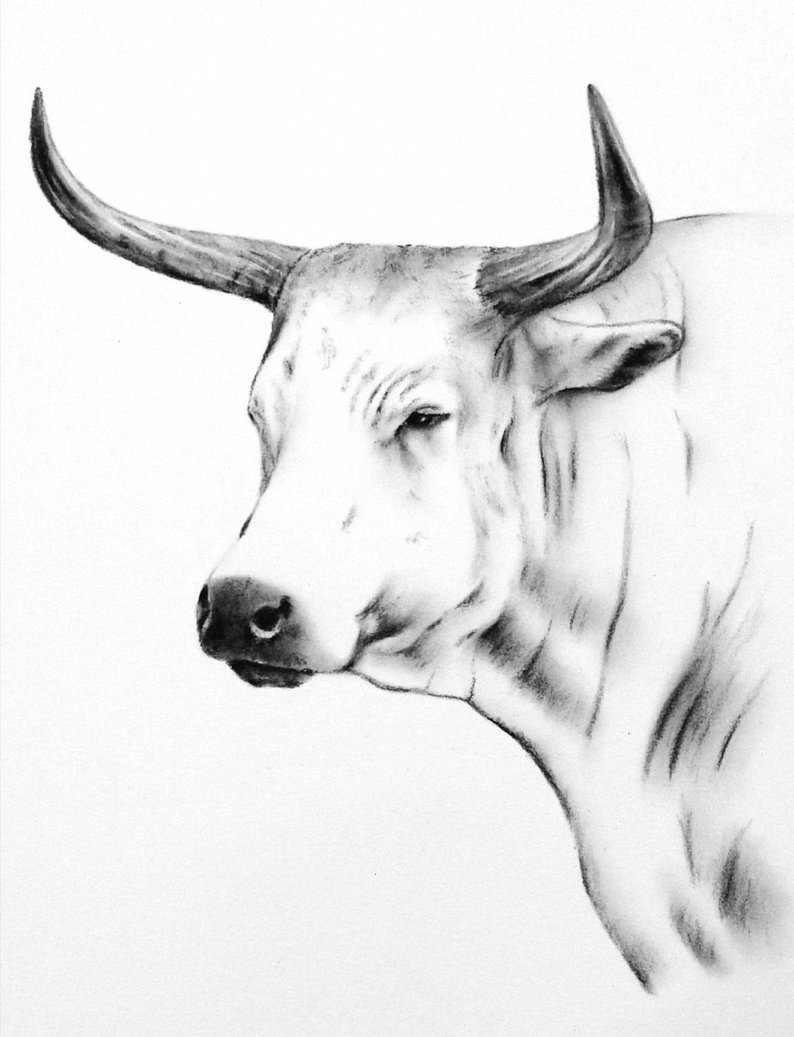 794x1037 nguni cow art charcoal drawing print cow etsy - Cow Drawing Art