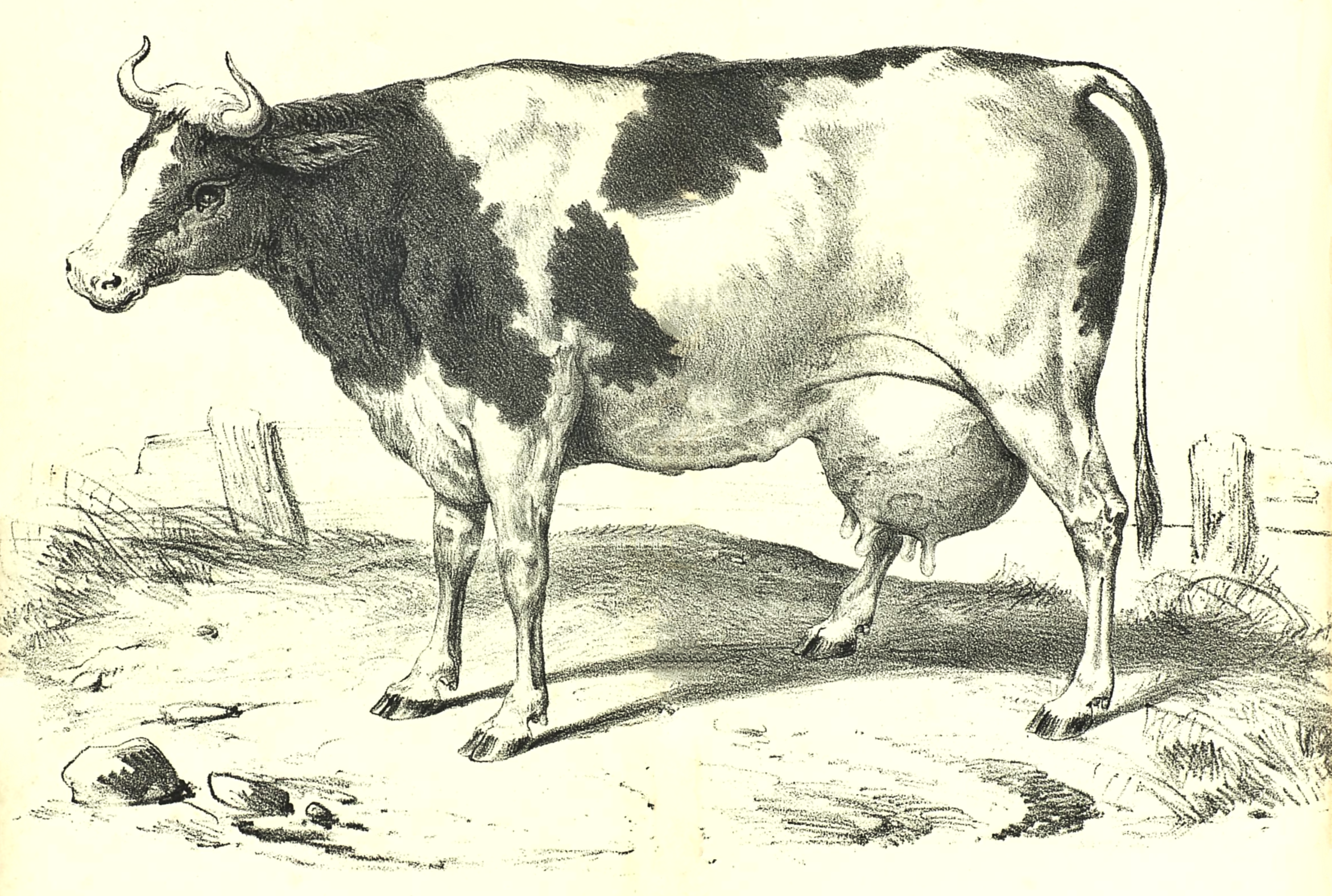 2342x1576 Sweet Vintage Milk Cow Drawing From And Shared - Cow Drawing Art