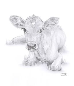 258x300 Cow Calf Limited Edition Art Drawing Print Signed - Cow Drawing Art
