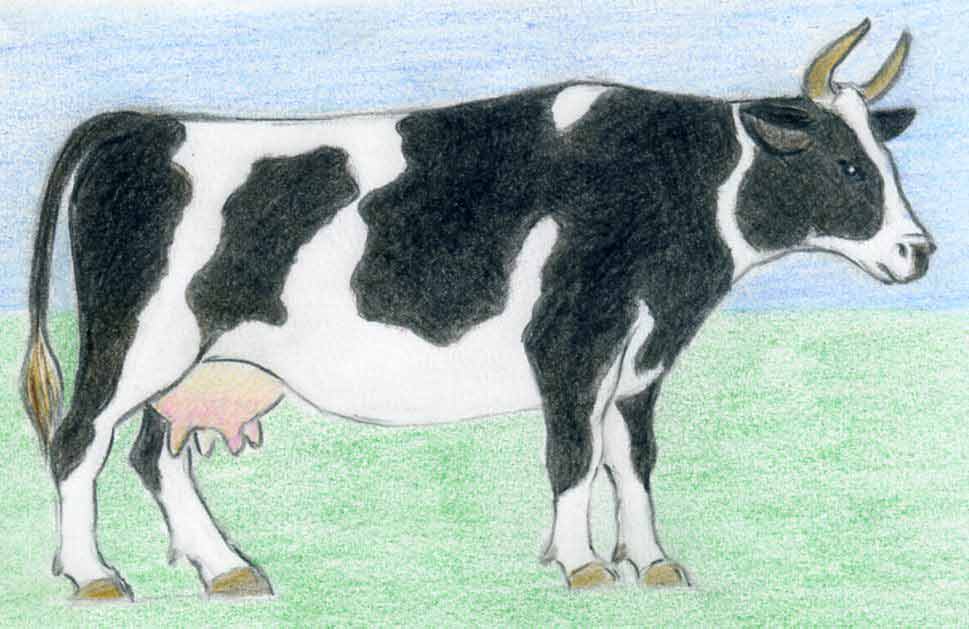 969x629 How To Draw A Cow Step - Cow Drawing Easy