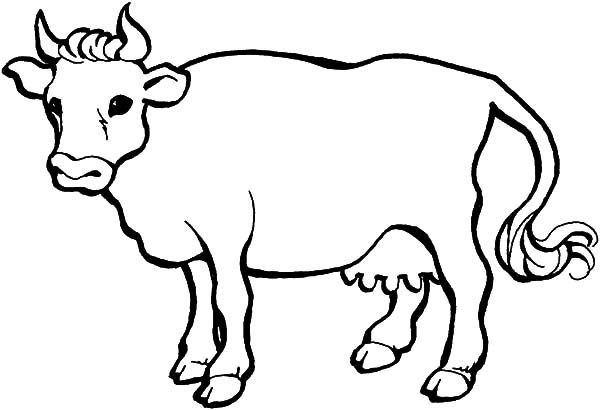 600x410 Drawing A Cows Coloring Pages Kids Play Color - Cow Drawing For Kids