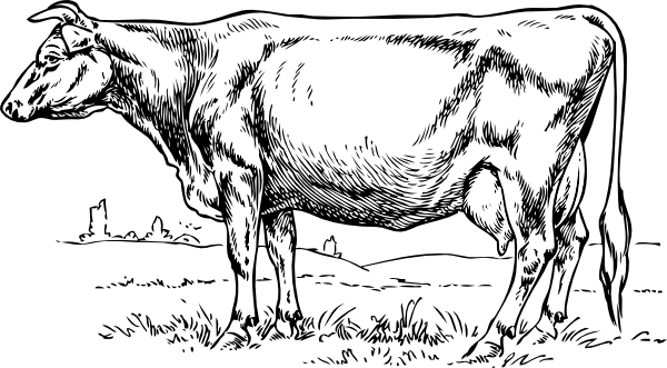 600x331 Grazing Cow Drawing Clip Art - Cow Drawing Images
